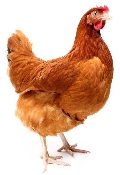 Hen study image